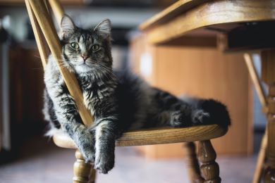 Planning for Pets During Illness